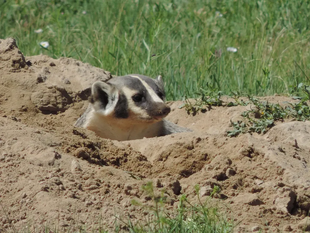 Rodent Control From Below: Badgers And Their Burrowing Prey (USFWS Mountain Prairie, Flickr, CC BY 2.0)