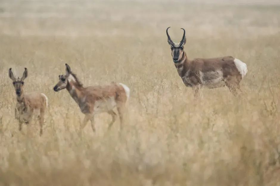 #9 Sagittarius – Pronghorn: The Restless Runner of the Plains (Image Credits: Pexels)
