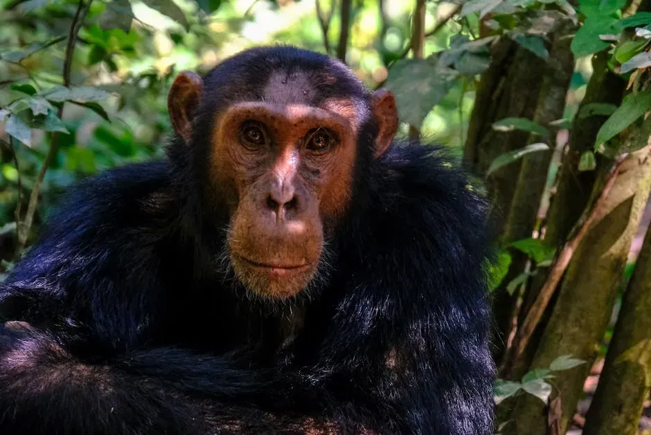 Primates vs. Humans: Even Our Closest Relatives See Differently (Image Credits: Pexels)