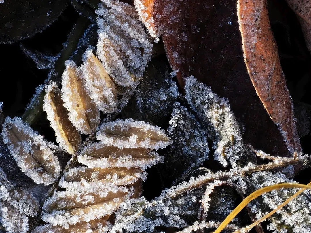 Frozen but Alive: Survivors of the Eternal Winter (Image Credits: Unsplash)