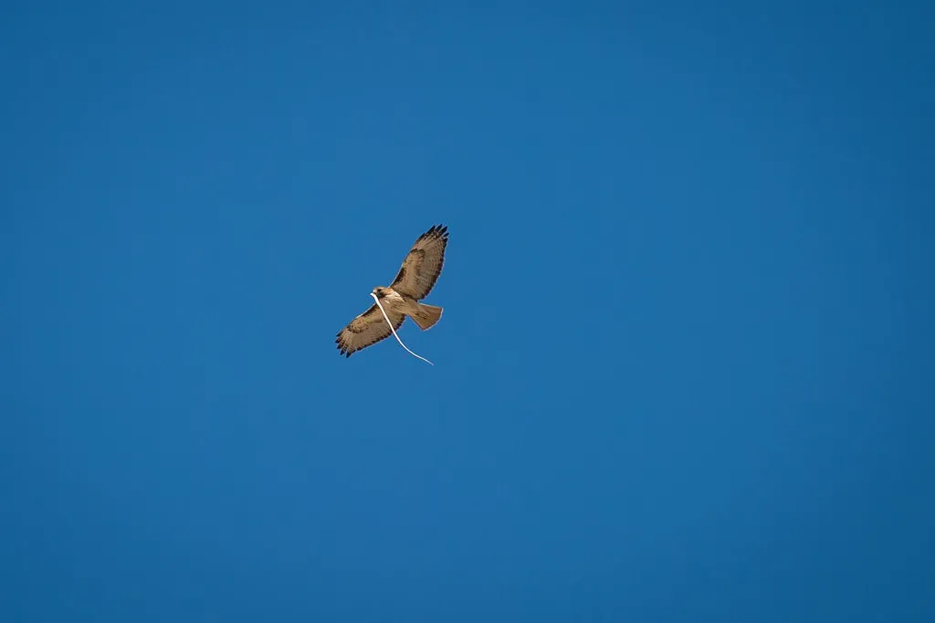 6. Red-Tailed Hawks – Opportunistic Snake Predators (Image Credits: Flickr)