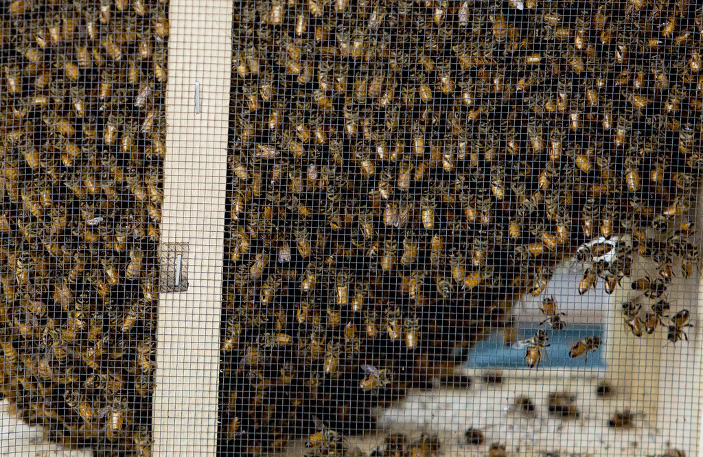 The Mathematics of Bee Counting (Image Credits: Flickr)
