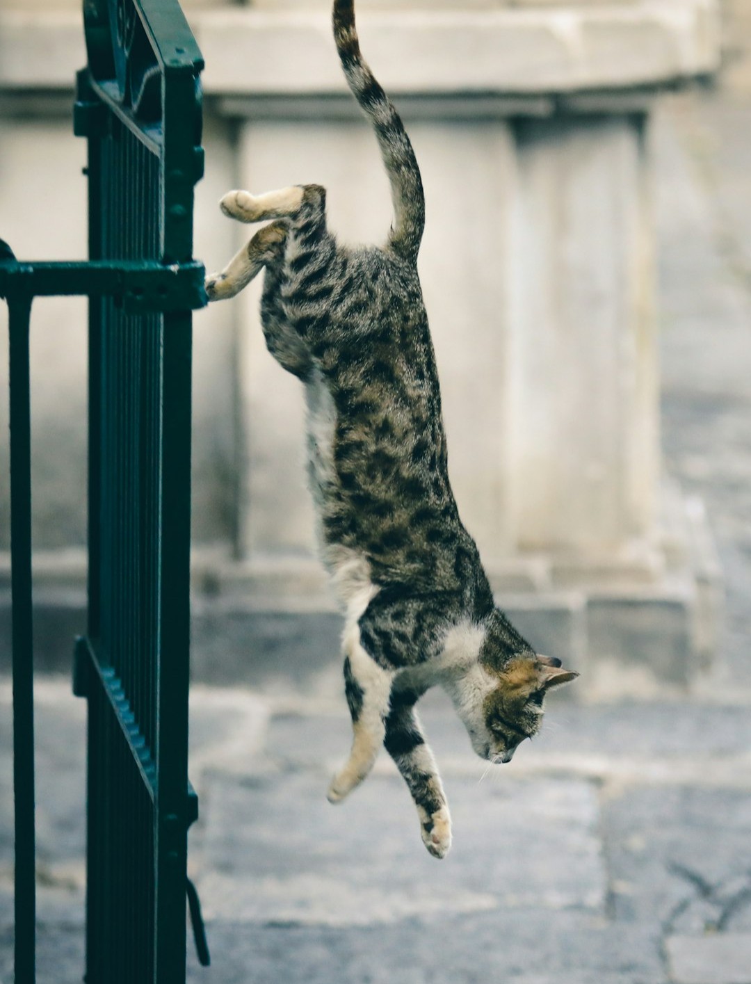 The Righting Reflex, Unpacked (Image Credits: Unsplash)