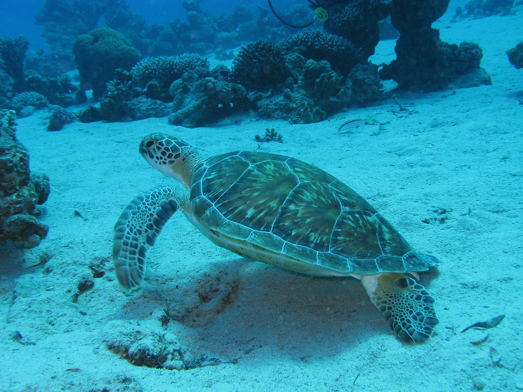 Green Sea Turtles Show Unprecedented Recovery Numbers (Image Credits: Flickr)