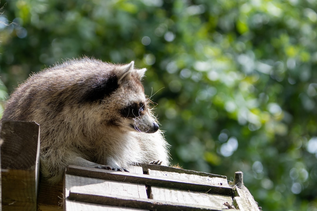 Raccoons: The Masked Bandits Outwitting Every Human Trap (Image Credits: Unsplash)