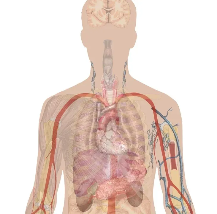 Your Body Prioritizes Survival Over Perfect Maintenance (Image Credits: Rawpixel)