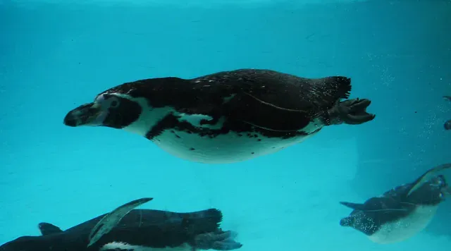 9. Some Penguins Hunt in Coordinated “Wolf‑Pack” Style Groups (From geograph.org.uk, CC BY-SA 2.0)