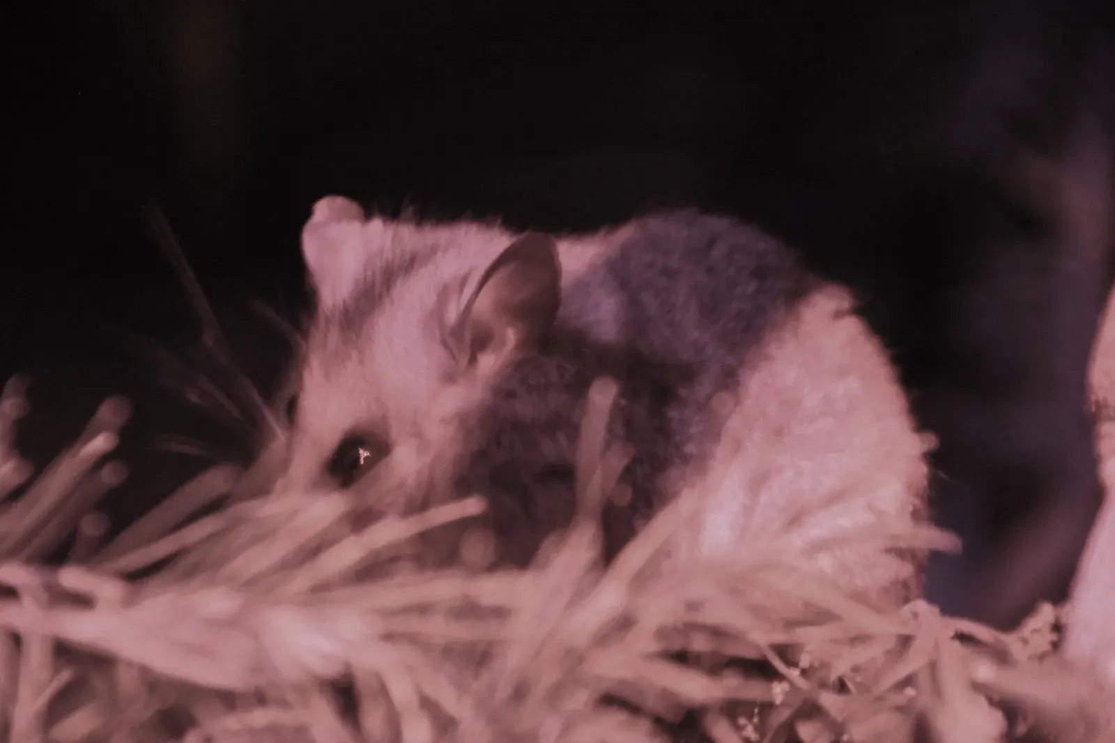 #3 - Mountain Pygmy Possum: Buried Under Snow, Not in History (By John Englart, CC BY-SA 2.0)