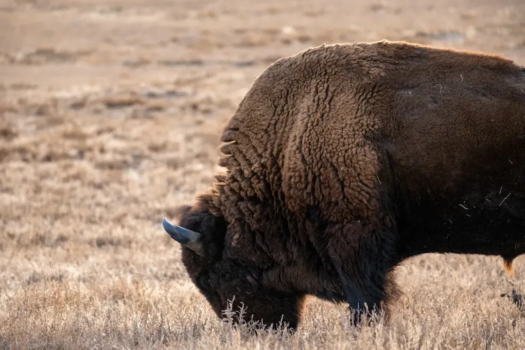 Taurus: The Steady Earth Walker (Image Credits: Unsplash)
