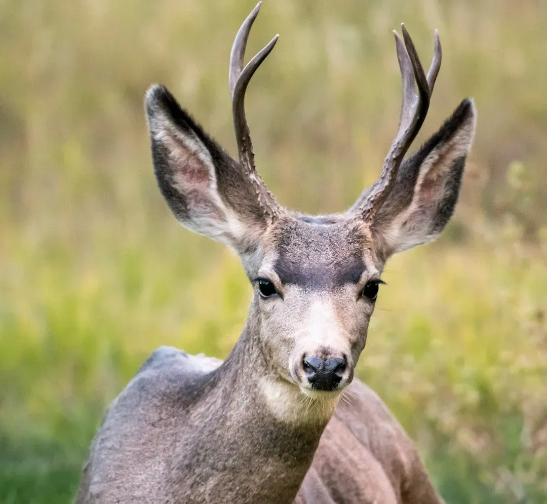 How Your Windows and Lights Can Confuse or Fascinate Deer (Image Credits: Unsplash)