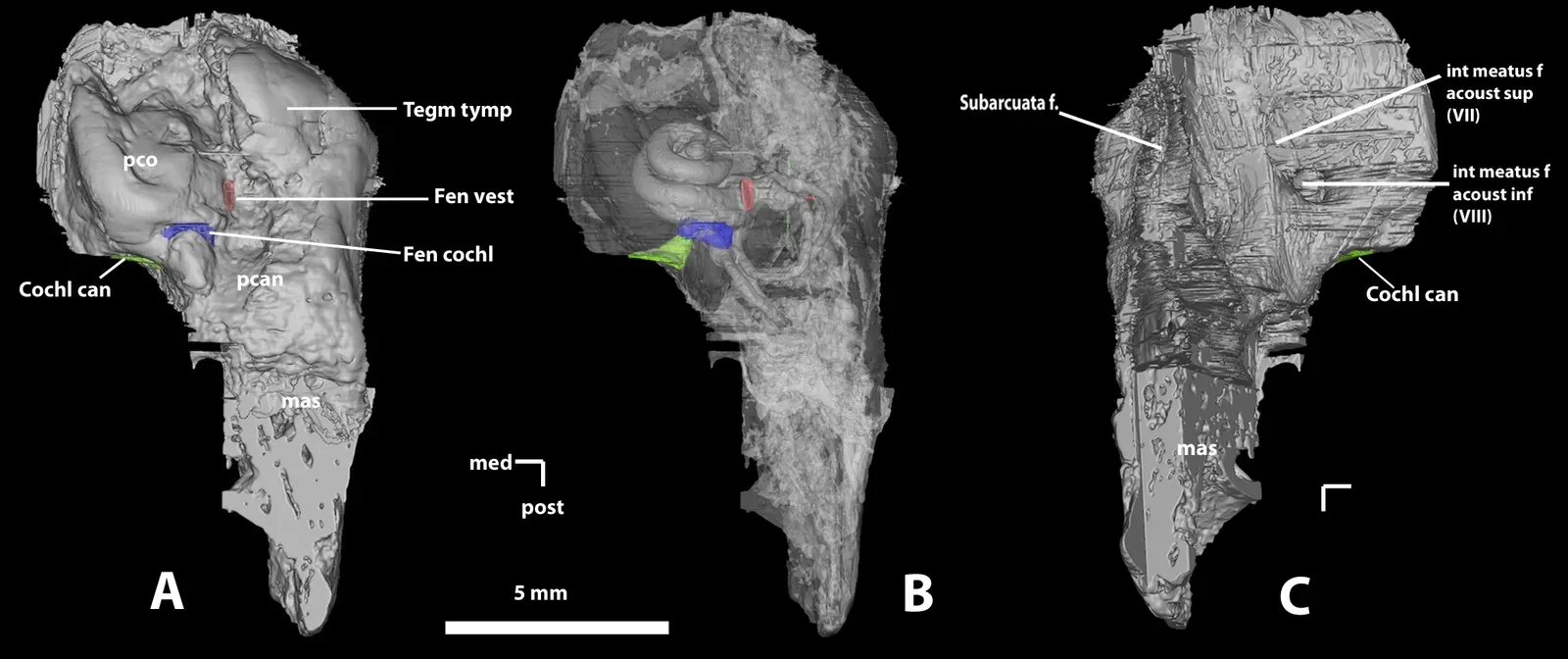 Modern Technology: Turning Bones Into Data (Gheerbrant E, Amaghzaz M, Bouya B, Goussard F, Letenneur C (2014) Ocepeia (Middle Paleocene of Morocco): The Oldest Skull of an Afrotherian Mammal. PLoS ONE 9(2): e89739. doi:10.1371/journal.pone.0089739, CC BY 4.0)