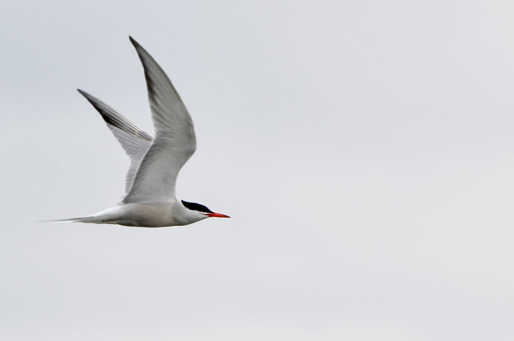 The Arctic Tern's Impossible Marathon (Image Credits: Flickr)