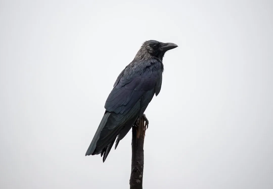 Personal Encounters: When You Realize a Crow Really Remembers You (Image Credits: Unsplash)
