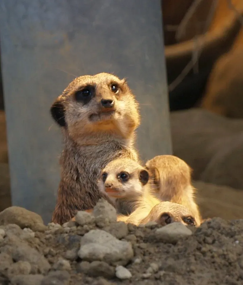 The Cooperation Conundrum: Why Evolution Favors Altruists That Should Lose (Image Credits: Wikimedia)