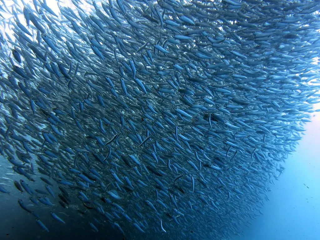 Sardine Run Timing and Coordination (Image Credits: Flickr)