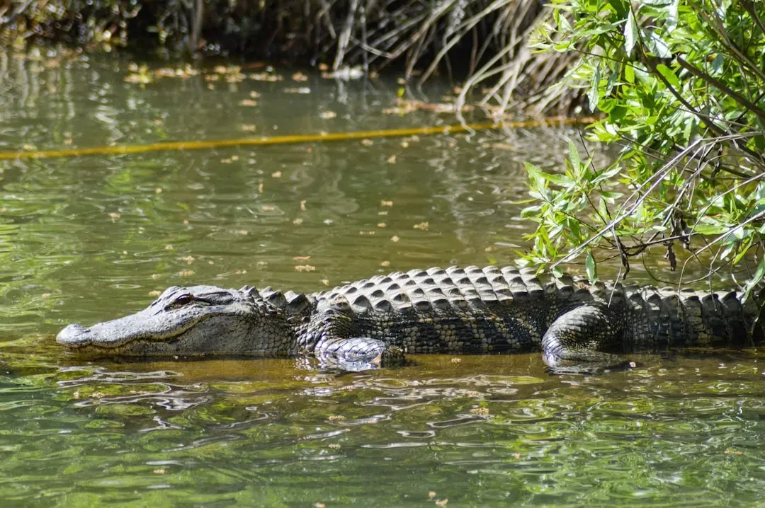 Who To Call And How To Report A Problem Alligator (Image Credits: Unsplash)