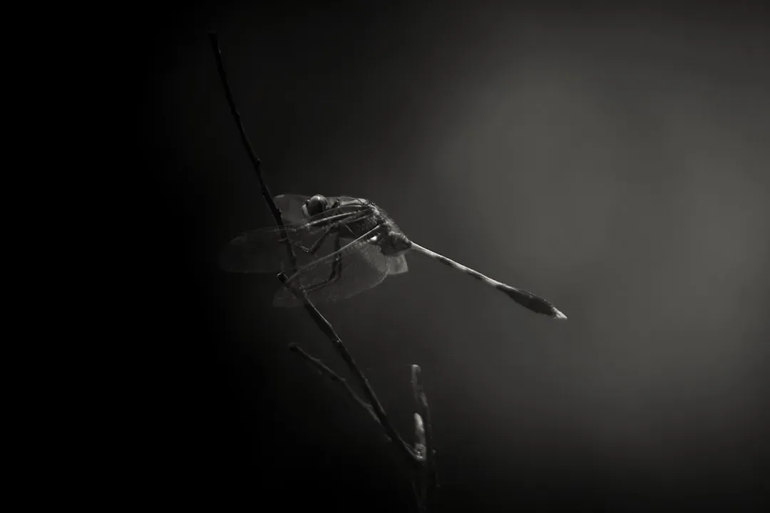 Universe Theories, Meet Backyard Bites: A Cosmic Lens on a Very Earthly Pest (Image Credits: Unsplash)