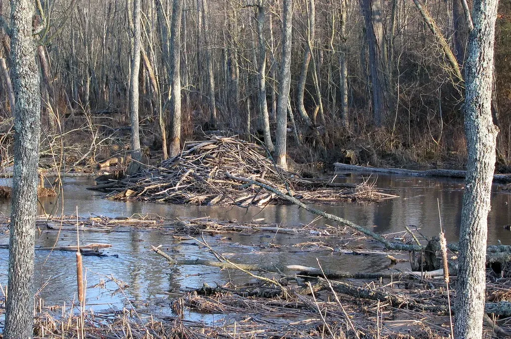 Post-Fire Recovery Accelerates With Beaver Presence (Image Credits: Flickr)