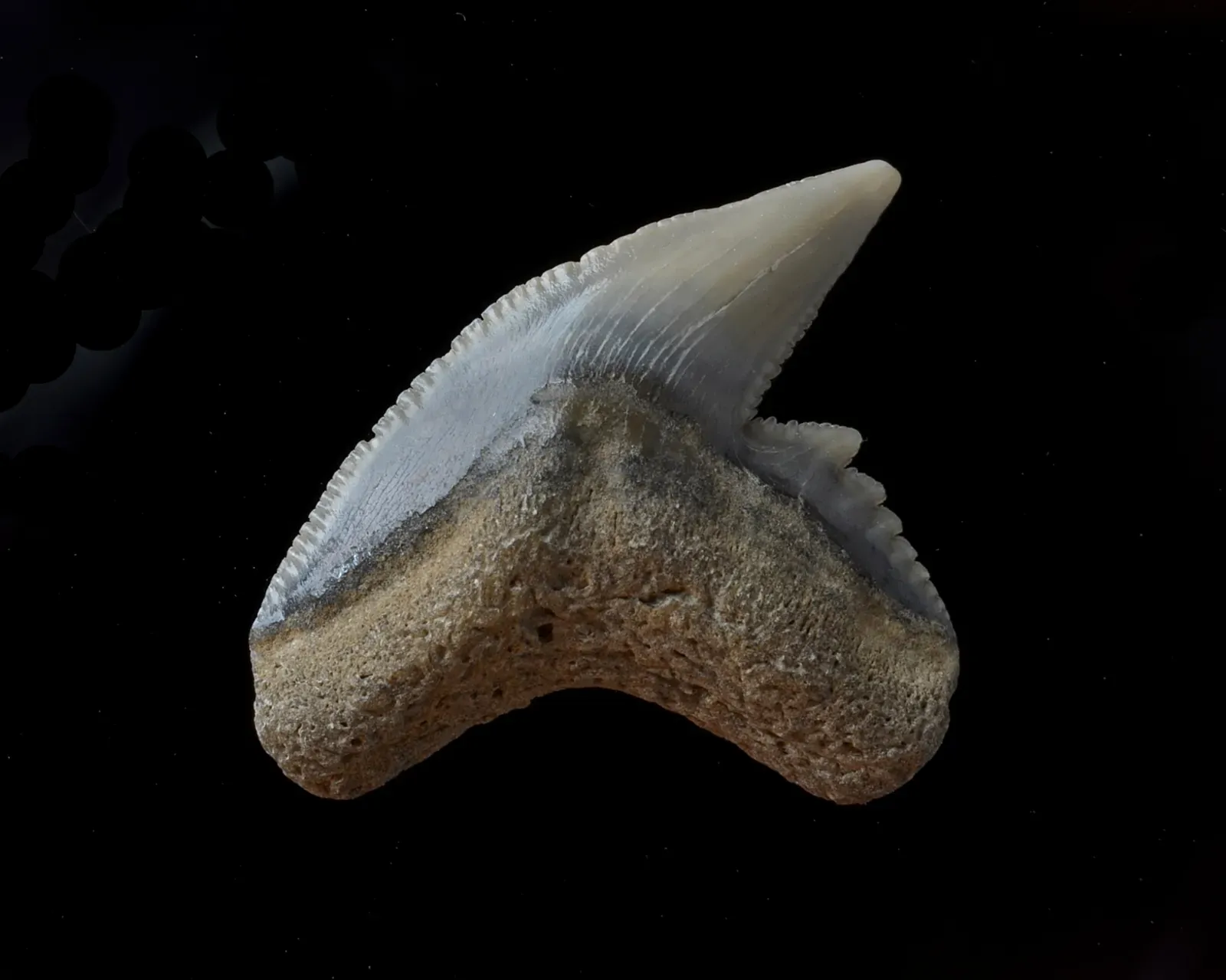 How You Can Spot and Respect Fossils on Your Own Land (By dw_ross, CC BY 2.0)