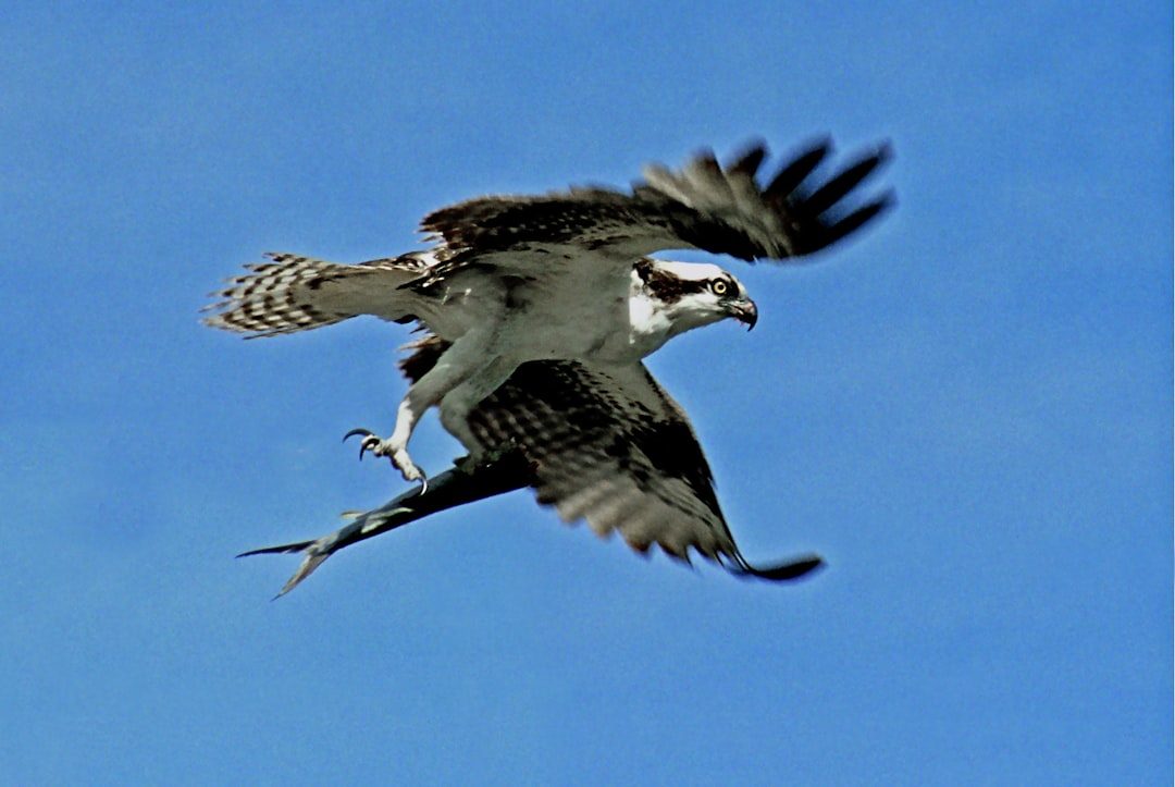 From Ancient Tools to Modern Science: Reading Raptors Like Oracles (Image Credits: Unsplash)