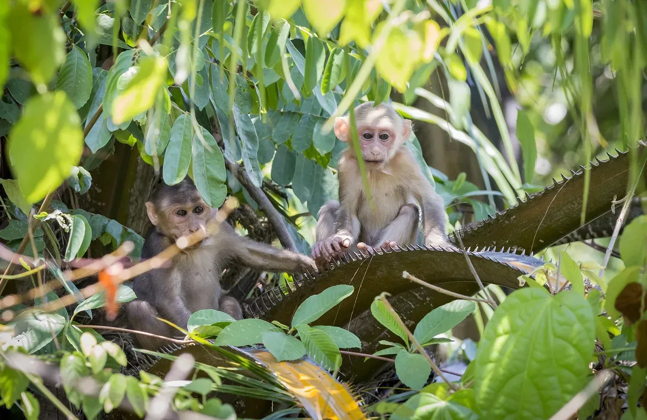 What Animals Might Say About Us (Image Credits: Pixabay)