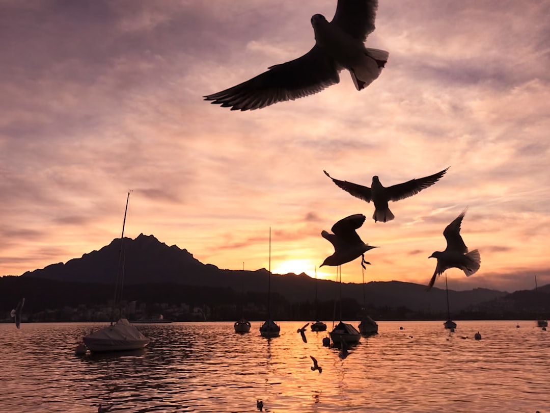 Air Signs and Their Intellectual Messengers (Image Credits: Unsplash)