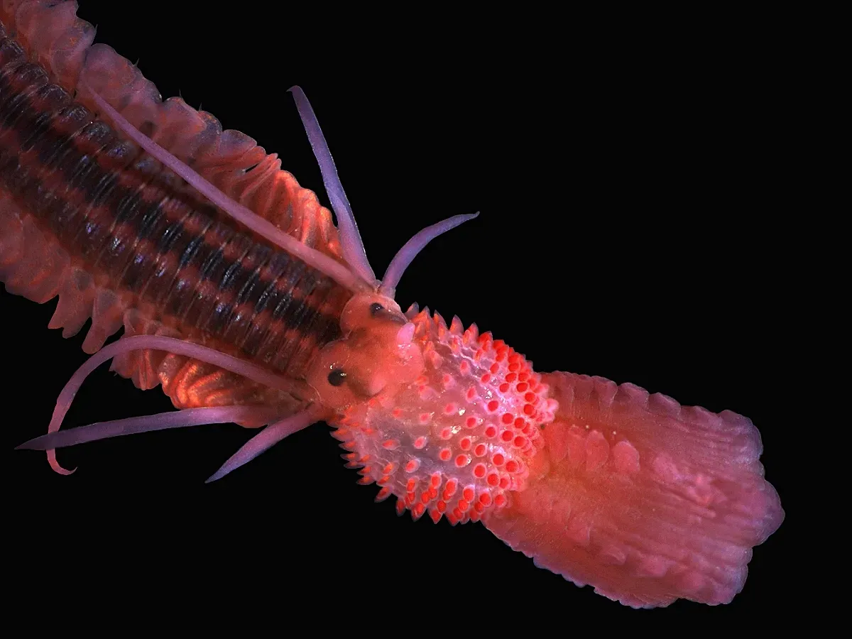 Conclusion: The Alien Life You Were Looking For Was Always Here (By Hans Hillewaert, CC BY-SA 4.0)