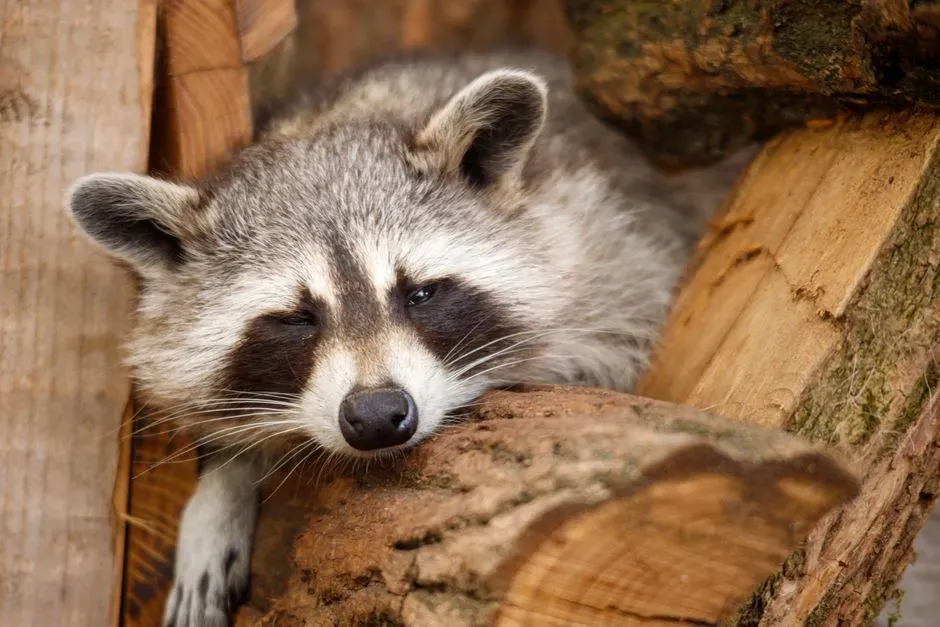 #12 Raccoons in Europe and Japan: Masked Bandits Abroad (Image Credits: Pexels)
