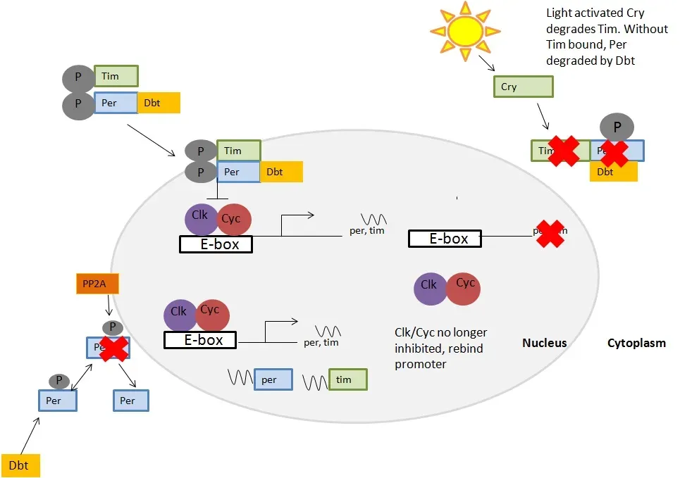 Simple Ways to Work With Your Clock (Image Credits: Wikimedia)