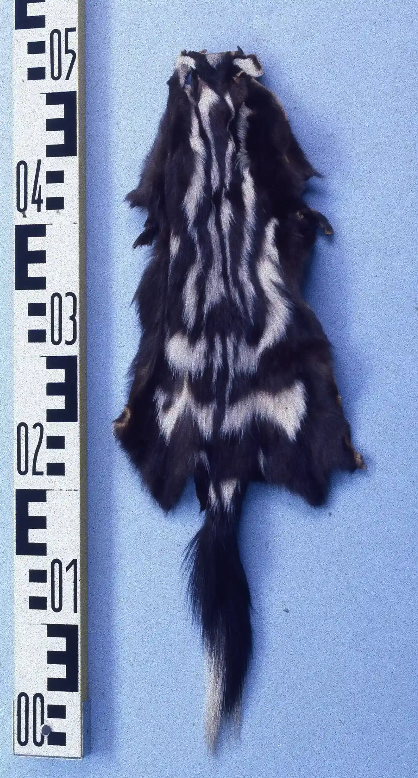 #4 The Plains Spotted Skunk Pelt (By Mickey Bohnacker, Presse-Fotograf, Frankfurt/Main, Public domain)