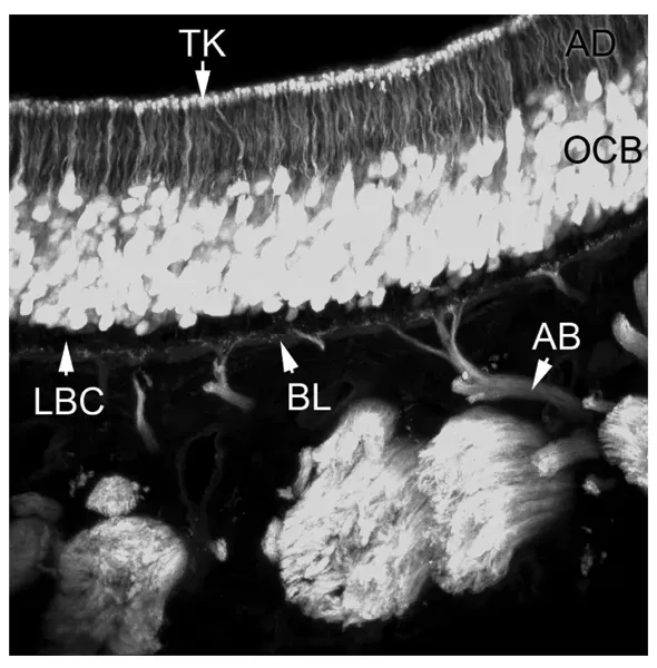 The Hidden Clues: How Scientists First Saw New Neurons in Adult Brains (Image Credits: Wikimedia)