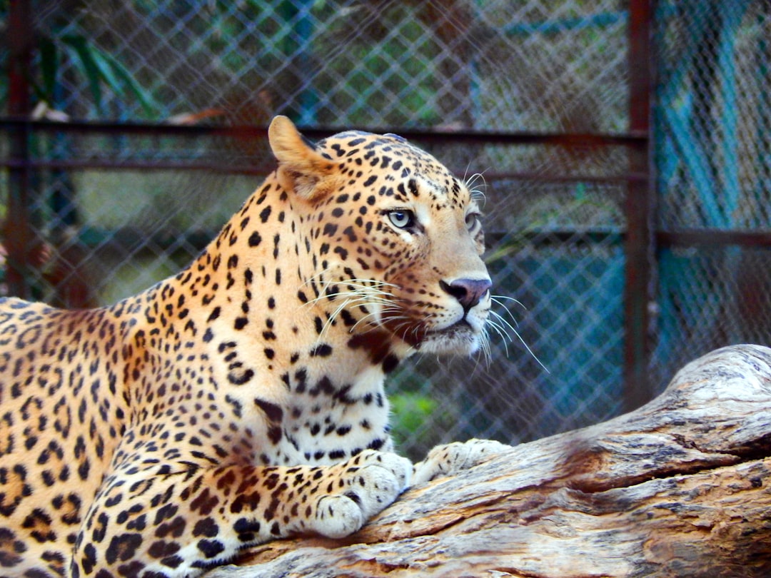 Fragile Genes: What Inbreeding Means for a Comeback (Image Credits: Unsplash)