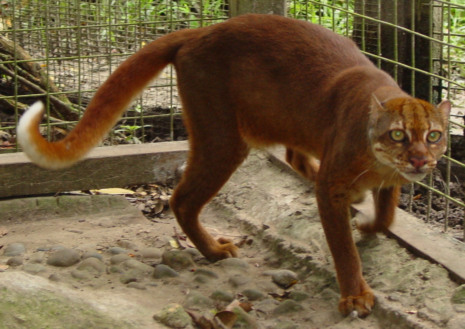 The Borneo Bay Cat: The Ghost of the Rainforest (Image Credits: Wikimedia)
