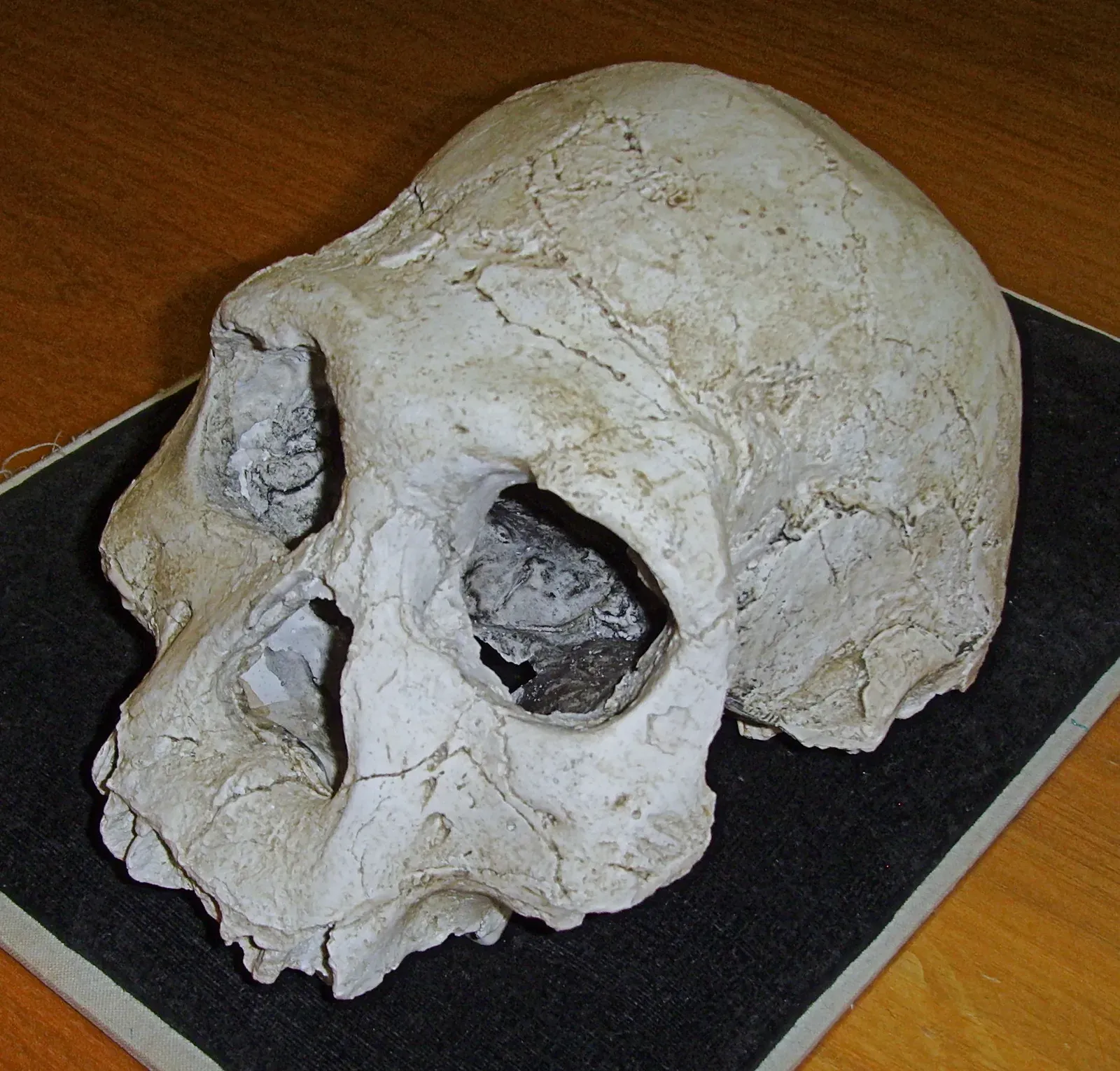 #5 - Dmanisi, Georgia: The "One Species, Many Faces" Graveyard (By Gerbil, CC BY-SA 3.0)