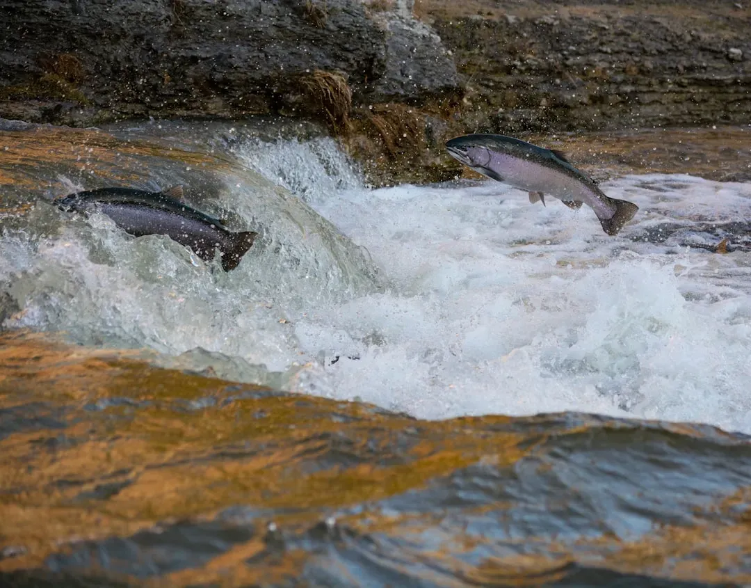5. The Haunting Precision of Homing Salmon (Image Credits: Unsplash)