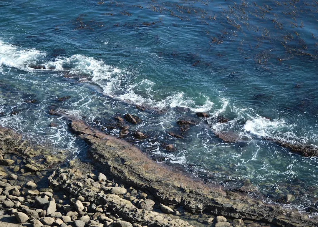 The Coastal Route: Following Kelp Forests Instead Of Ice Corridors (Image Credits: Unsplash)