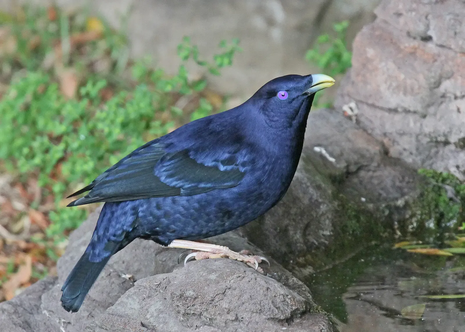 3. Bowerbirds: Artists Building Love Architecture (Image Credits: Wikimedia)