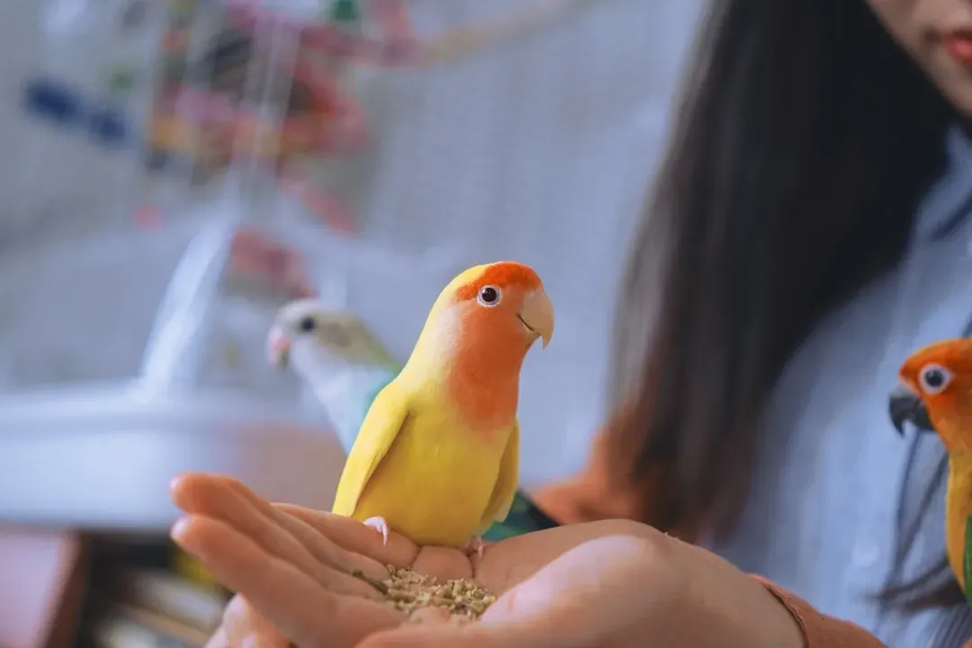 Conclusion: Your Bird Is Bored - Now What? (Image Credits: Unsplash)