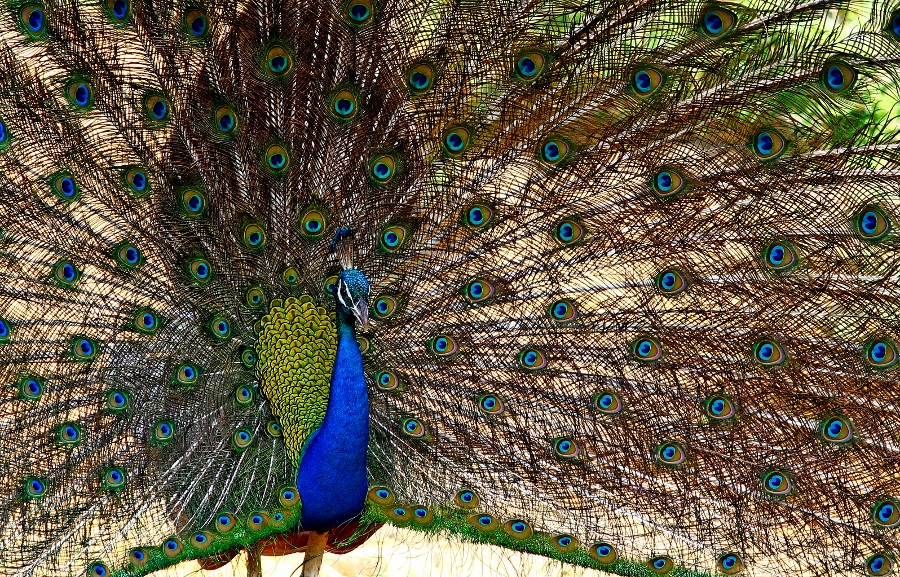 Fire Signs in the Wild: Daring Displays and High Stakes (Image Credits: Wikimedia)