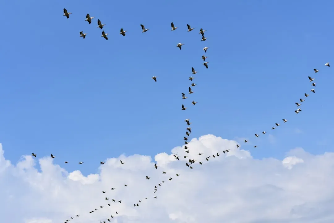 How Young Birds Survive Their First Migration (Image Credits: Unsplash)