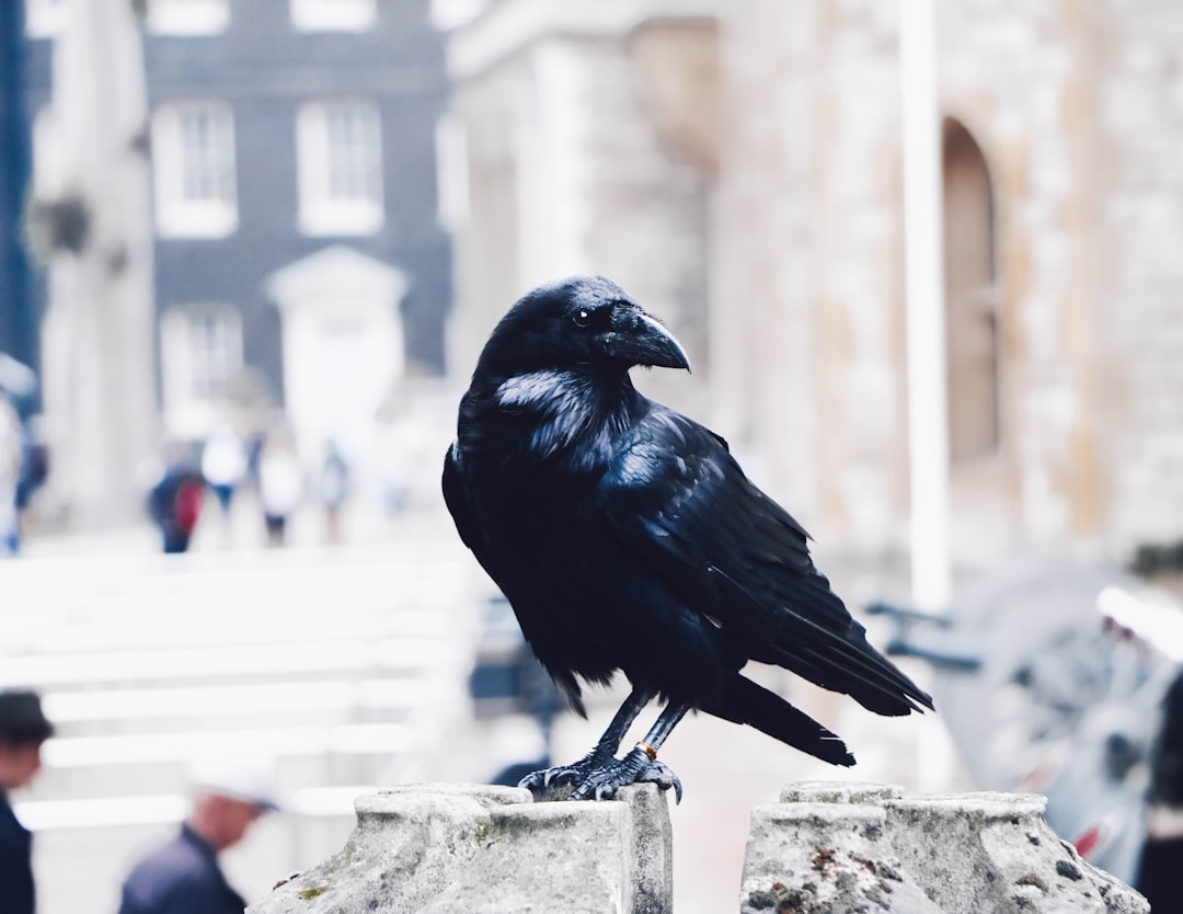 Scorpio: The Mysterious Raven (Image Credits: Unsplash)
