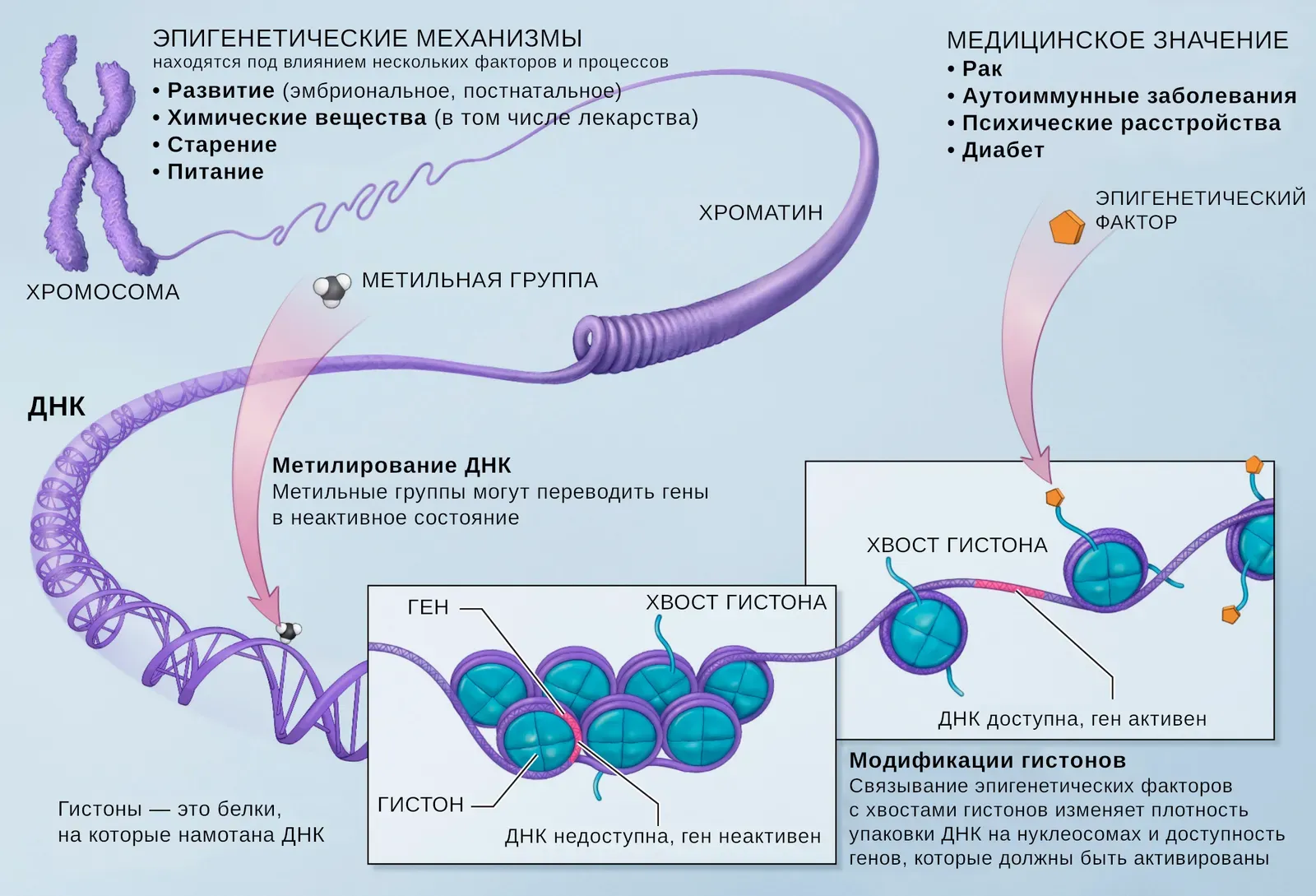 From Survival Machines to Slow Decay: Why Evolution Allows Aging (Image Credits: Wikimedia)