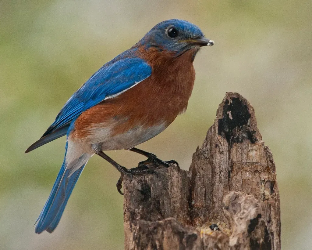 Bluebirds as Symbols of Hope, Not Guarantees (Image Credits: Rawpixel)