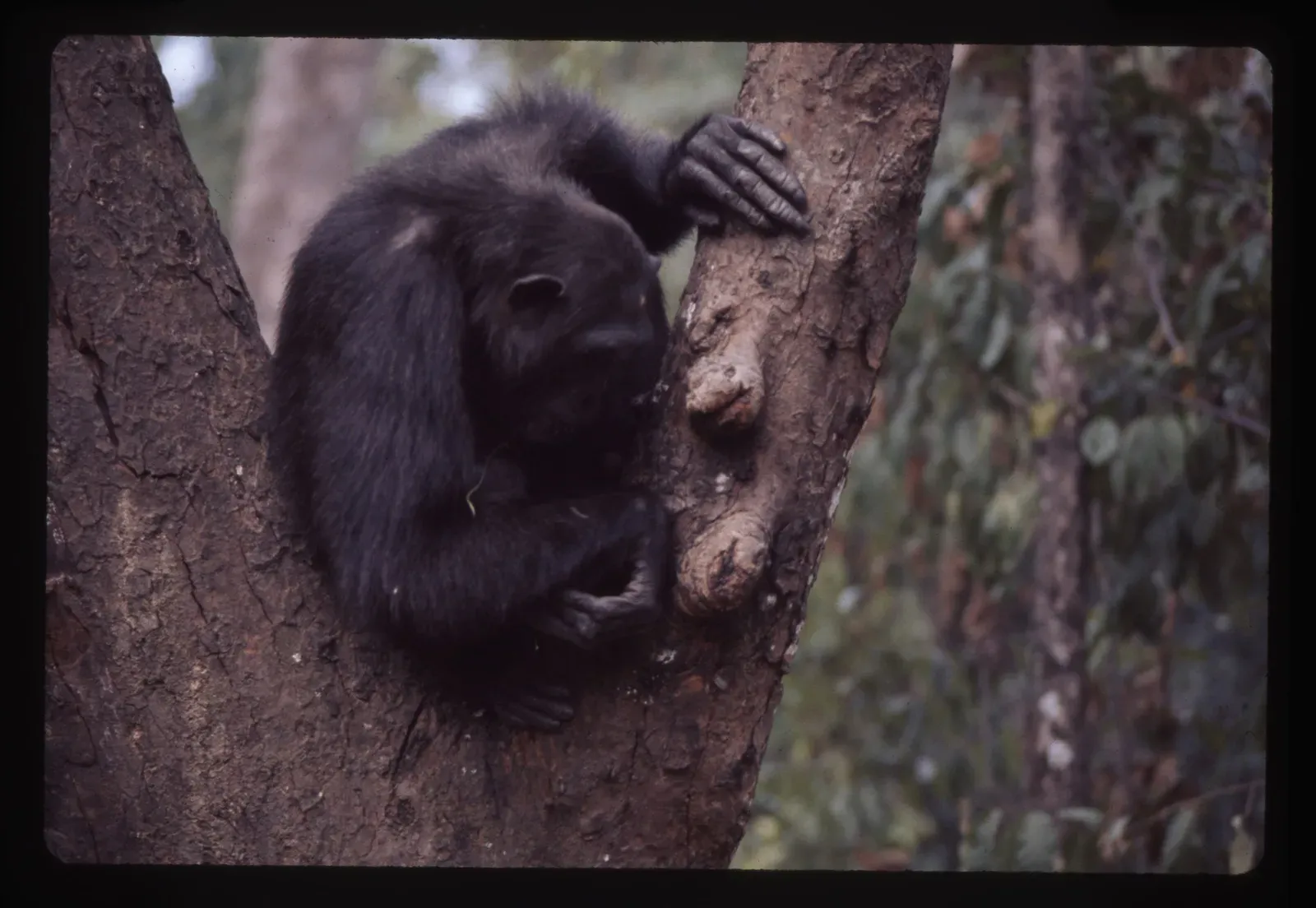 From Ancient Tools to Modern Science: Primates and the Puzzle of Ape Minds (Image Credits: Wikimedia)