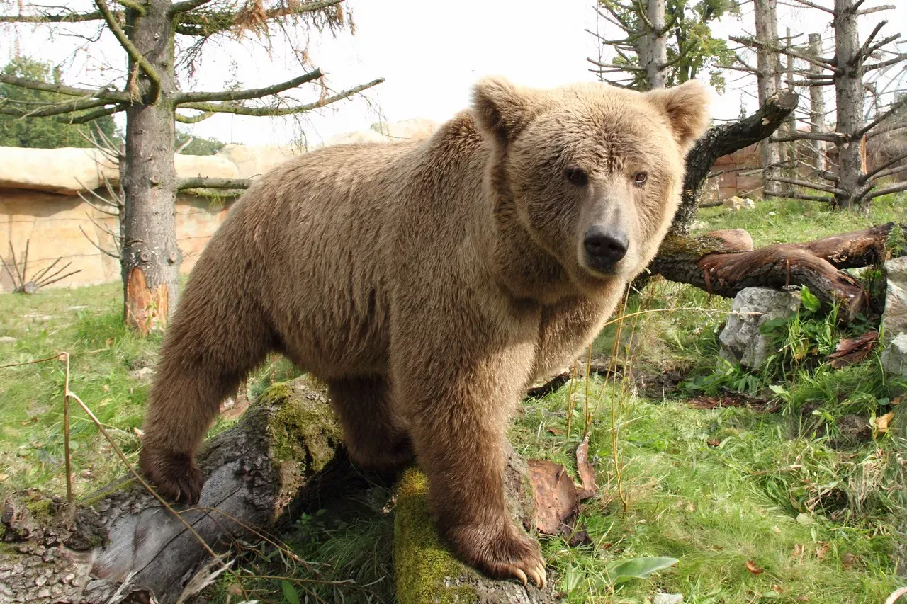 #10 - The Himalayan "Yeti" Bear That Turned Into a Genetic Dead End (By Zoo Hluboka, CC BY-SA 4.0)