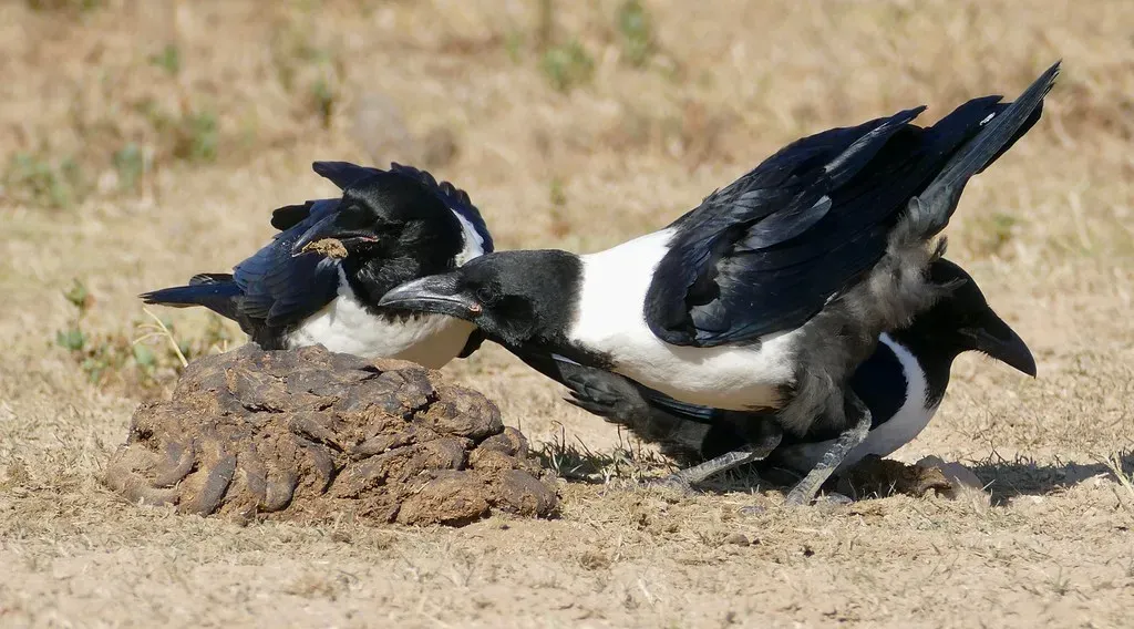 6. Hyperactive Ground Foraging and “Last‑Minute” Food Frenzies (Bernard DUPONT, Flickr, CC BY-SA 2.0)