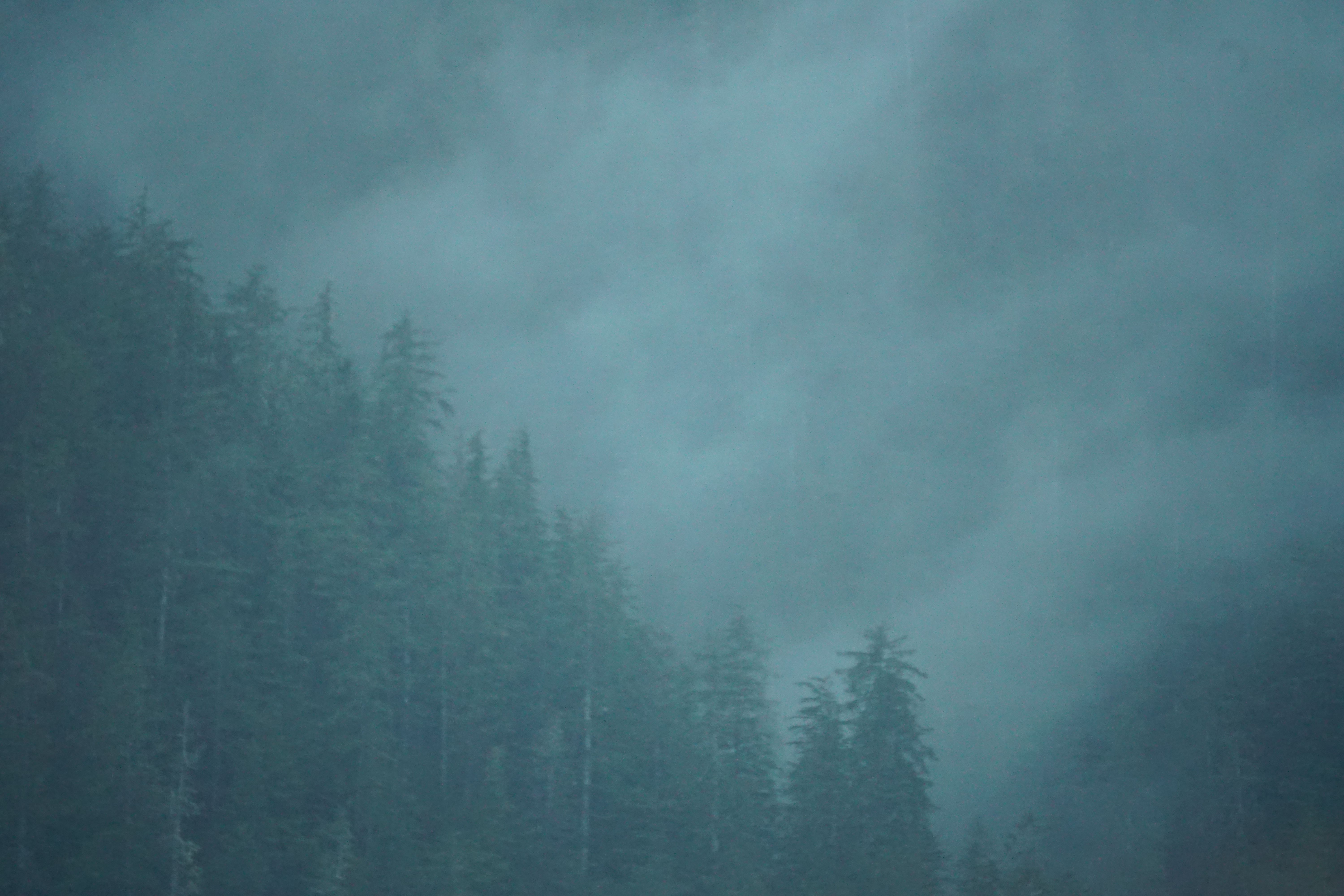 Alaska's Coastal Temperate Rainforests - Tongass National Forest (Image Credits: Wikimedia)