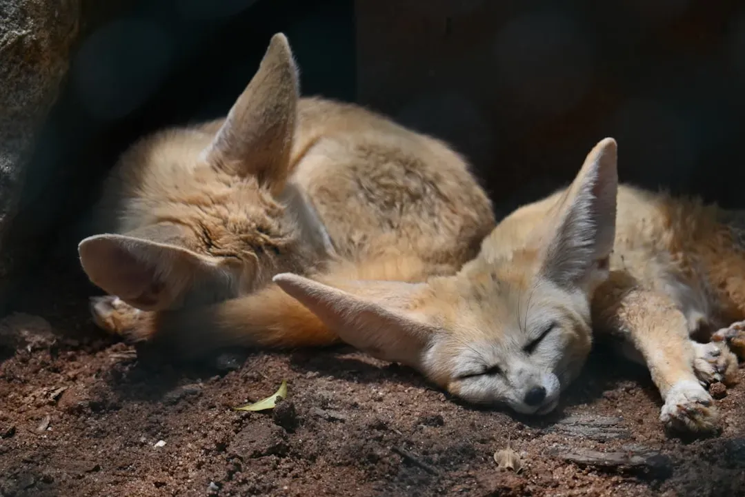 The Fennec Fox's Ear-Conditioned Design (Image Credits: Unsplash)