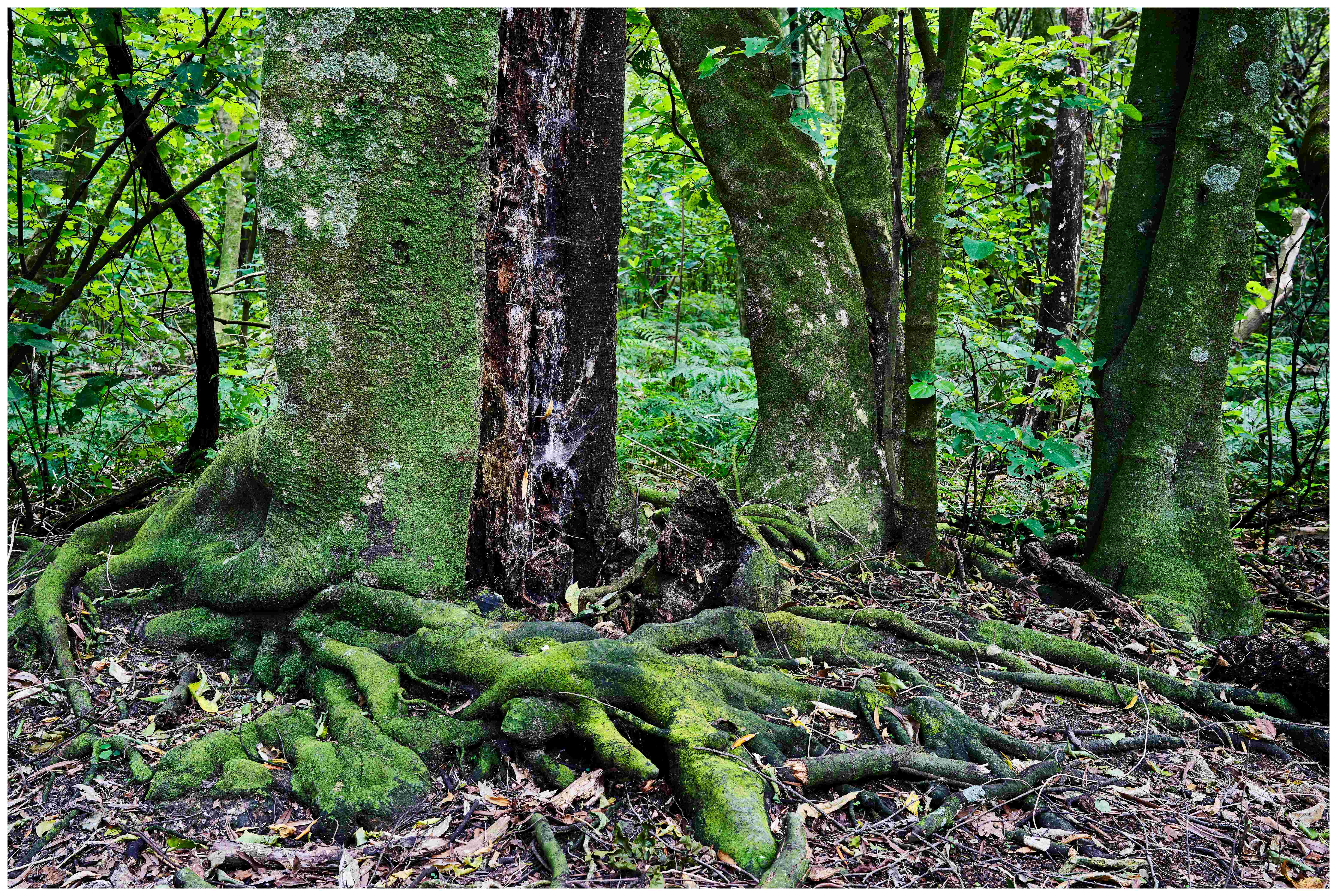 Nutrient Cycling: The Planet's Perfect Recycling System (Image Credits: Wikimedia)