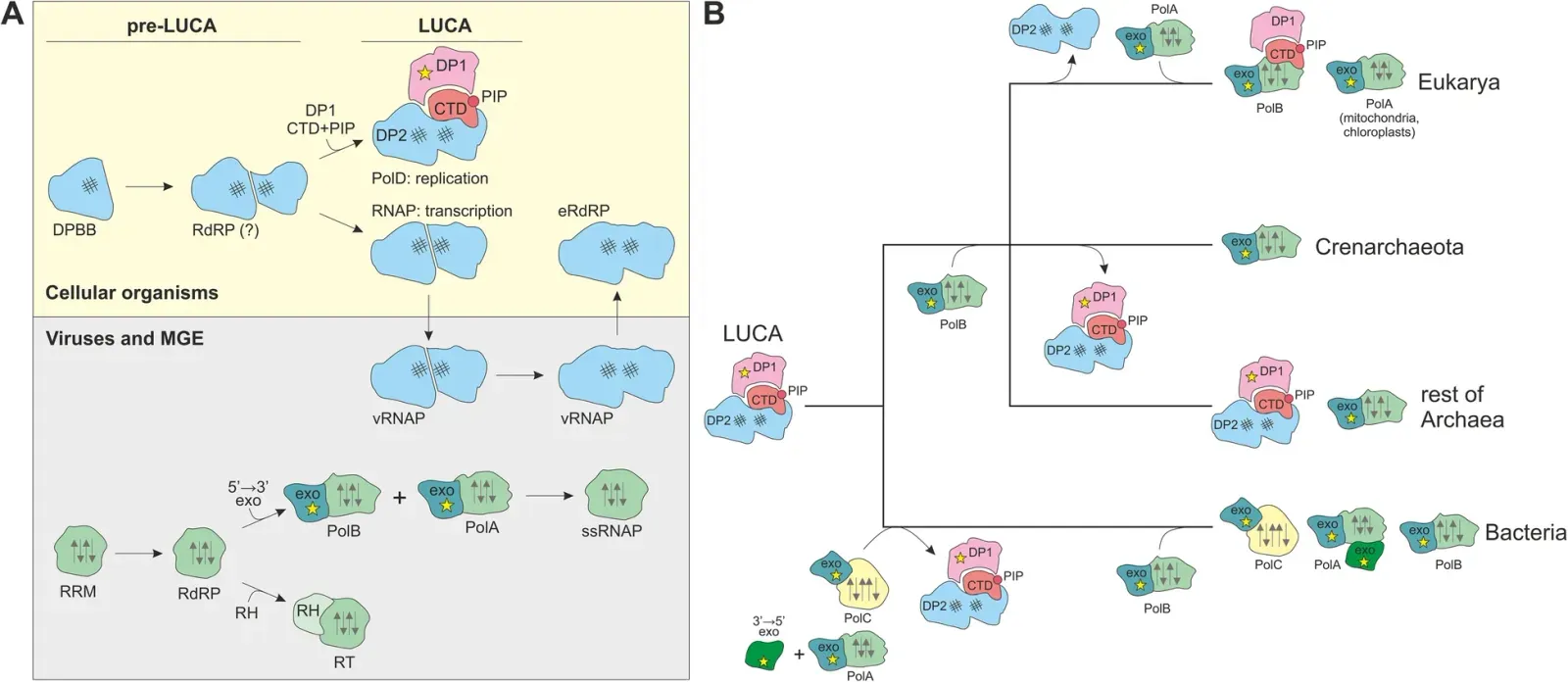 RNA Worlds, Lipid Bubbles, and the New Chemical Cast (Image Credits: Wikimedia)